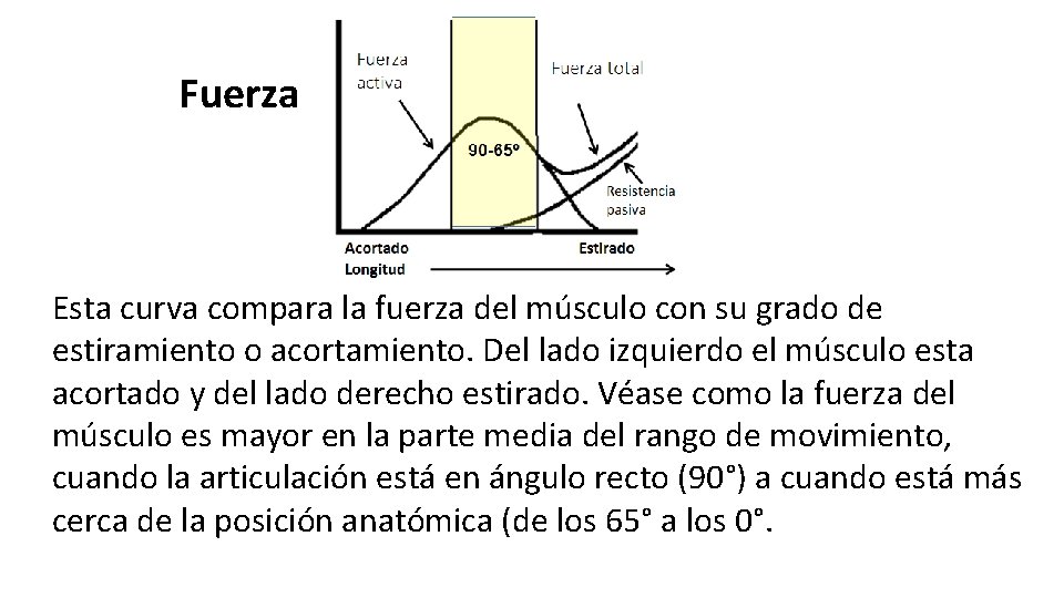Fuerza Esta curva compara la fuerza del músculo con su grado de estiramiento o
