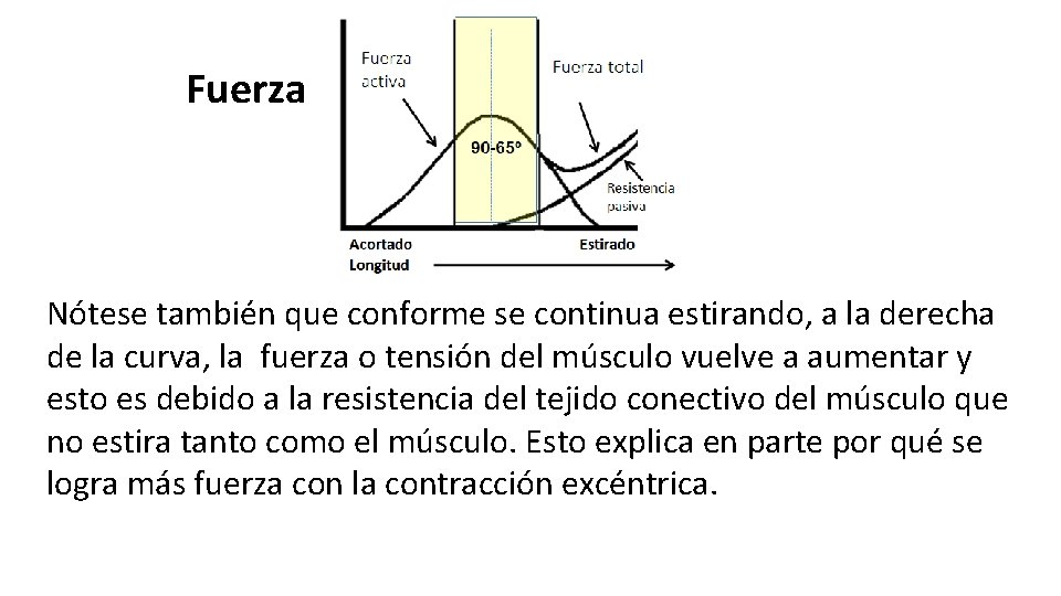 Fuerza Nótese también que conforme se continua estirando, a la derecha de la curva,