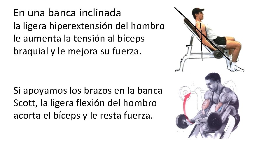 En una banca inclinada la ligera hiperextensión del hombro le aumenta la tensión al