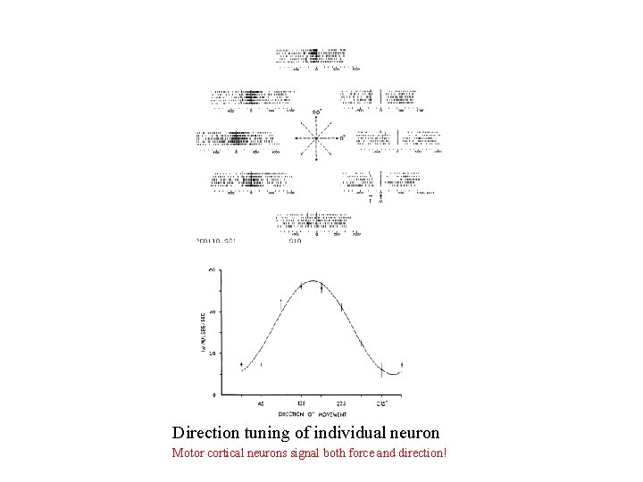 Direction tuning of individual neuron Motor cortical neurons signal both force and direction! 