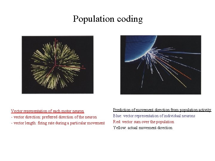 Population coding Vector representation of each motor neuron - vector direction: preferred direction of