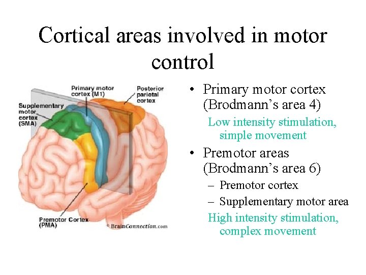 Cortical areas involved in motor control • Primary motor cortex (Brodmann’s area 4) Low