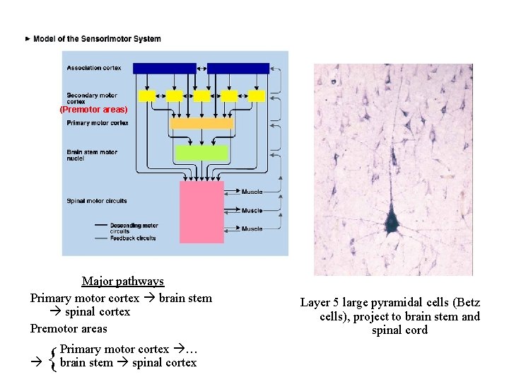 (Premotor areas) Major pathways Primary motor cortex brain stem spinal cortex Premotor areas {