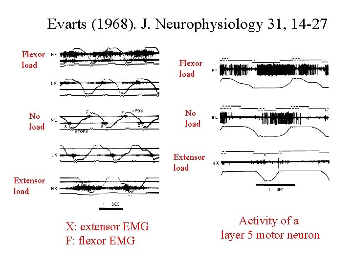 Evarts (1968). J. Neurophysiology 31, 14 -27 Flexor load No load Extensor load X: