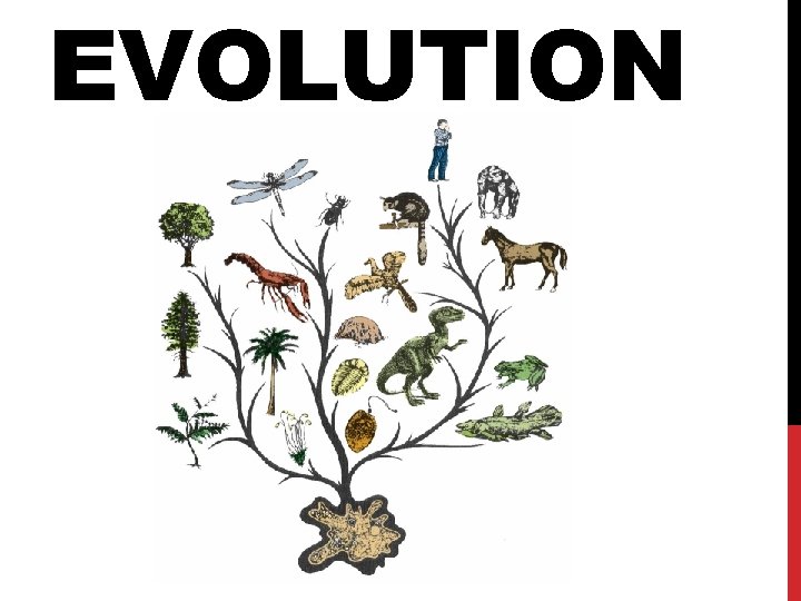 EVOLUTION EVOLUTION