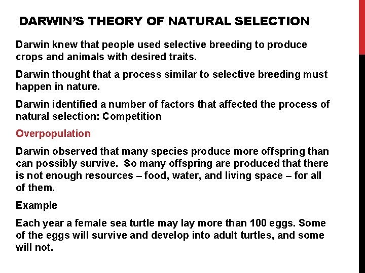 DARWIN’S THEORY OF NATURAL SELECTION Darwin knew that people used selective breeding to produce DARWIN’S THEORY OF NATURAL SELECTION Darwin knew that people used selective breeding to produce