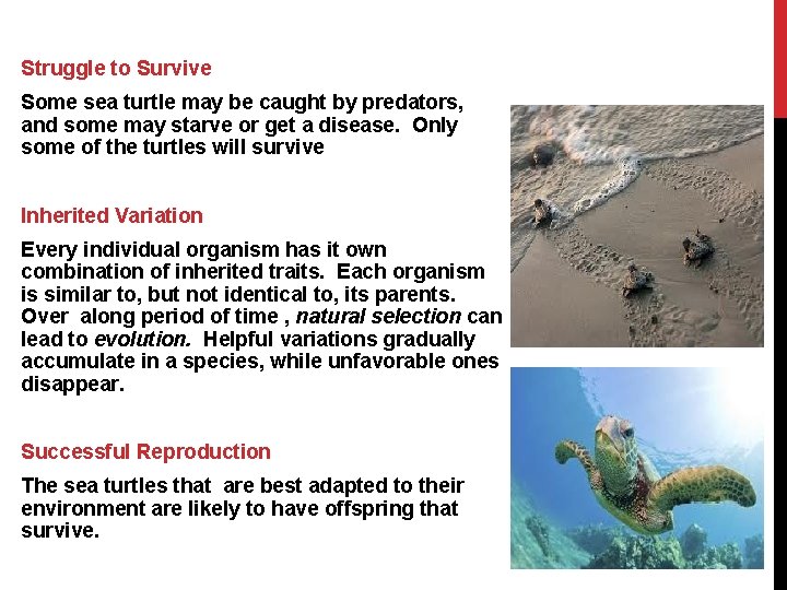Struggle to Survive Some sea turtle may be caught by predators, and some may Struggle to Survive Some sea turtle may be caught by predators, and some may