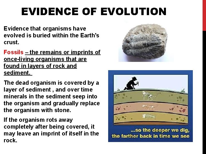 EVIDENCE OF EVOLUTION Evidence that organisms have evolved is buried within the Earth's crust. EVIDENCE OF EVOLUTION Evidence that organisms have evolved is buried within the Earth's crust.