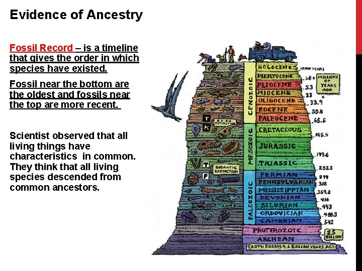 Evidence of Ancestry Fossil Record – is a timeline that gives the order in Evidence of Ancestry Fossil Record – is a timeline that gives the order in
