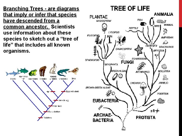 Branching Trees - are diagrams that imply or infer that species have descended from Branching Trees - are diagrams that imply or infer that species have descended from