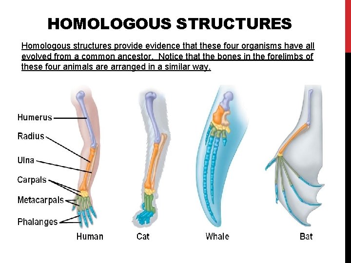 HOMOLOGOUS STRUCTURES Homologous structures provide evidence that these four organisms have all evolved from HOMOLOGOUS STRUCTURES Homologous structures provide evidence that these four organisms have all evolved from