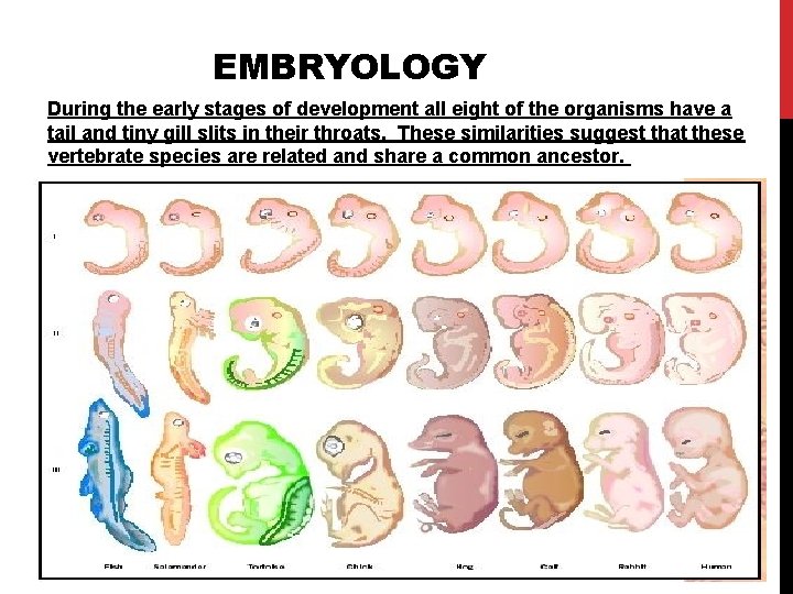 EVOLUTION EVOLUTION Evolution is the gradual change of