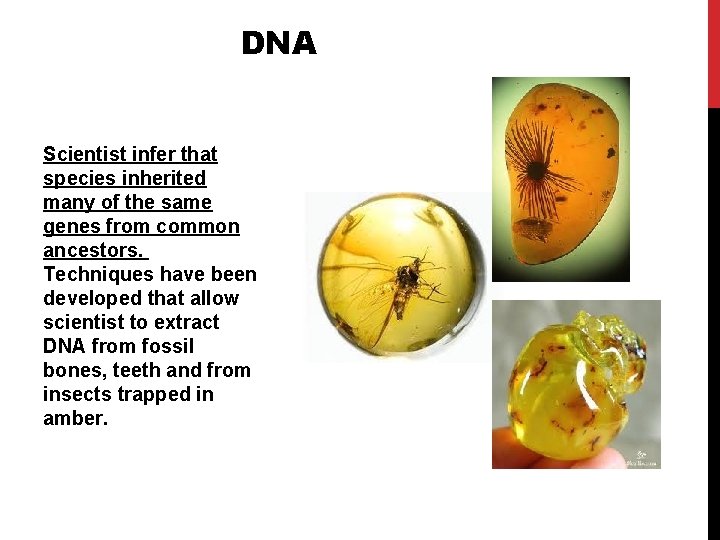 DNA Scientist infer that species inherited many of the same genes from common ancestors. DNA Scientist infer that species inherited many of the same genes from common ancestors.