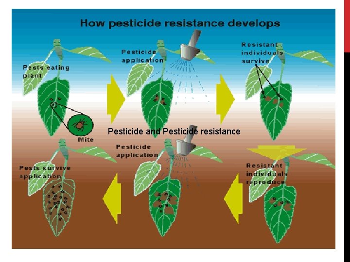 Pesticide and Pesticide resistance Pesticide and Pesticide resistance