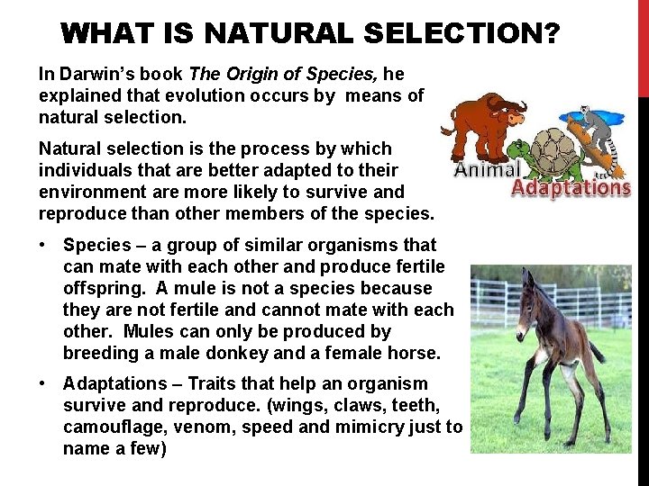 WHAT IS NATURAL SELECTION? In Darwin’s book The Origin of Species, he explained that WHAT IS NATURAL SELECTION? In Darwin’s book The Origin of Species, he explained that