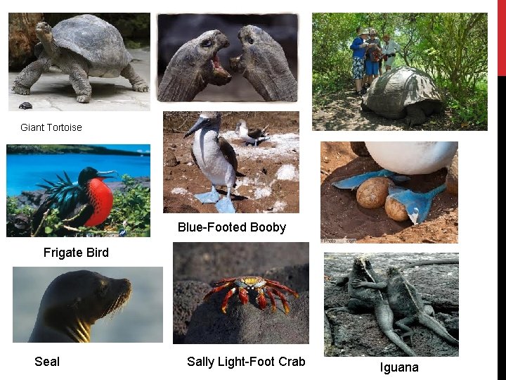 Giant Tortoise Blue-Footed Booby Frigate Bird Seal Sally Light-Foot Crab Iguana Giant Tortoise Blue-Footed Booby Frigate Bird Seal Sally Light-Foot Crab Iguana