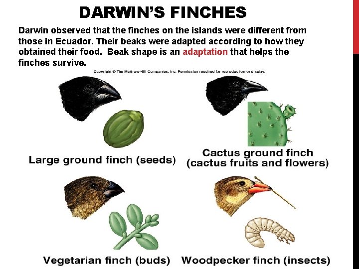DARWIN’S FINCHES Darwin observed that the finches on the islands were different from those DARWIN’S FINCHES Darwin observed that the finches on the islands were different from those