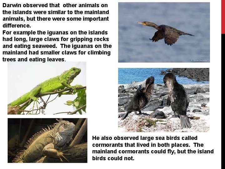 Darwin observed that other animals on the islands were similar to the mainland animals, Darwin observed that other animals on the islands were similar to the mainland animals,