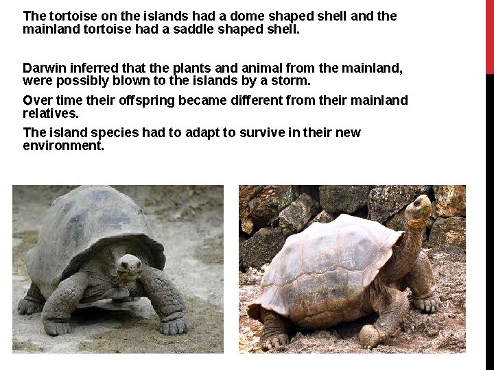 The tortoise on the islands had a dome shaped shell and the mainland tortoise The tortoise on the islands had a dome shaped shell and the mainland tortoise