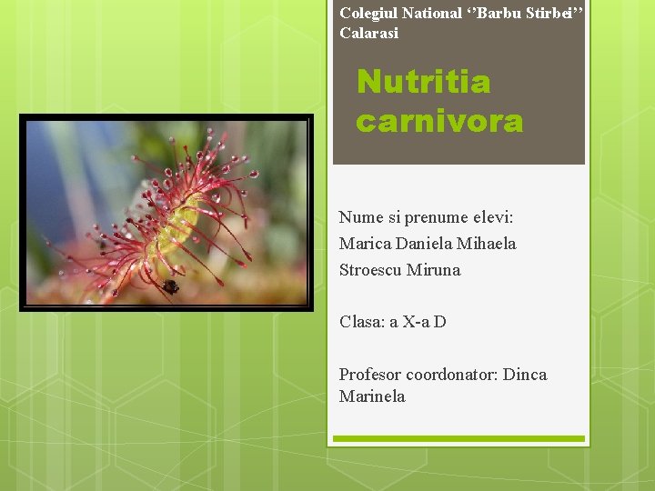 Colegiul National ‘’Barbu Stirbei’’ Calarasi Nutritia carnivora Nume si prenume elevi: Marica Daniela Mihaela