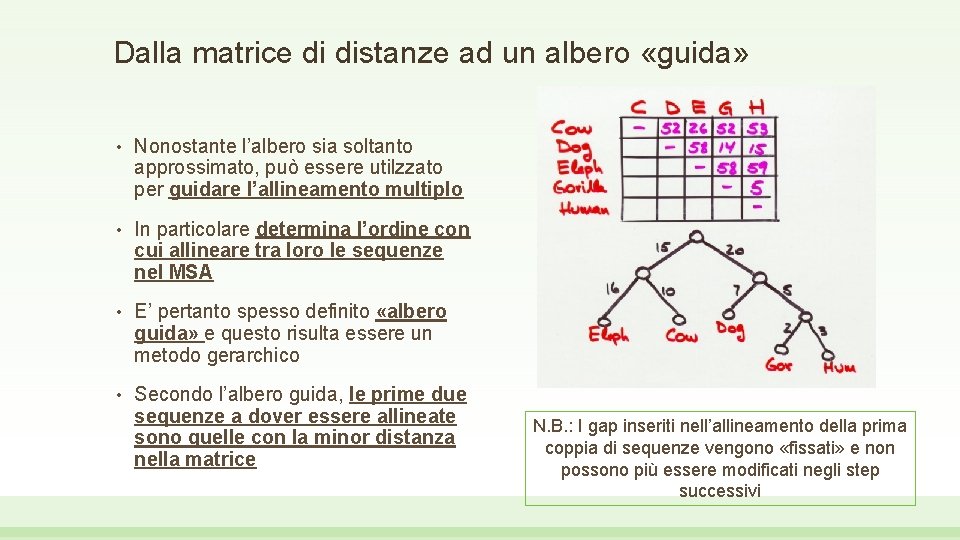 Dalla matrice di distanze ad un albero «guida» • Nonostante l’albero sia soltanto approssimato,