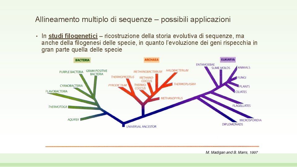 Allineamento multiplo di sequenze – possibili applicazioni • In studi filogenetici – ricostruzione della