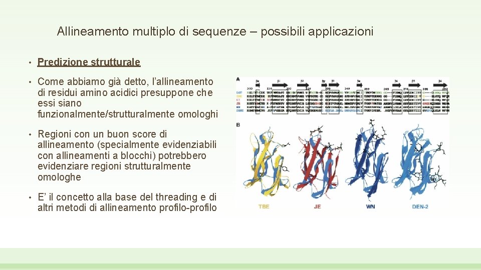 Allineamento multiplo di sequenze – possibili applicazioni • Predizione strutturale • Come abbiamo già