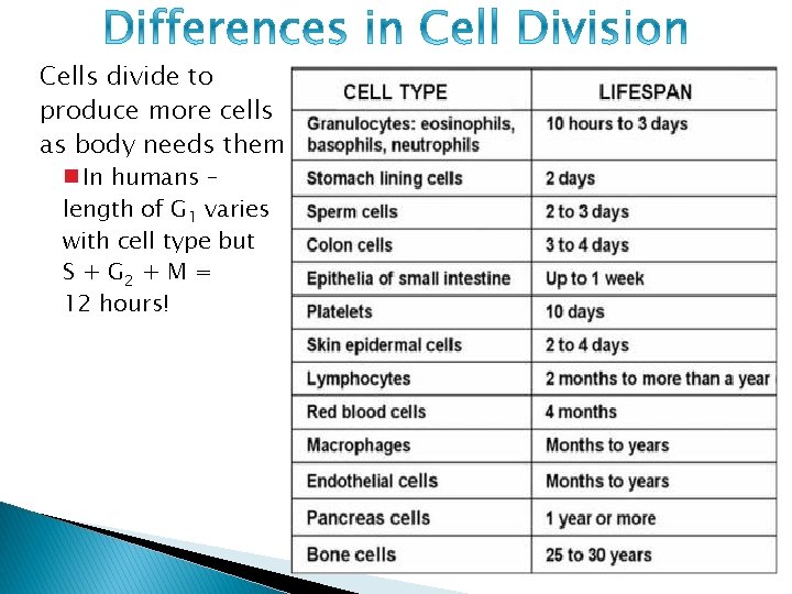 Cells divide to produce more cells as body needs them In humans – length