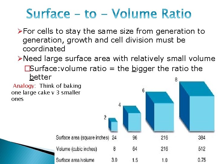 ØFor cells to stay the same size from generation to generation, growth and cell