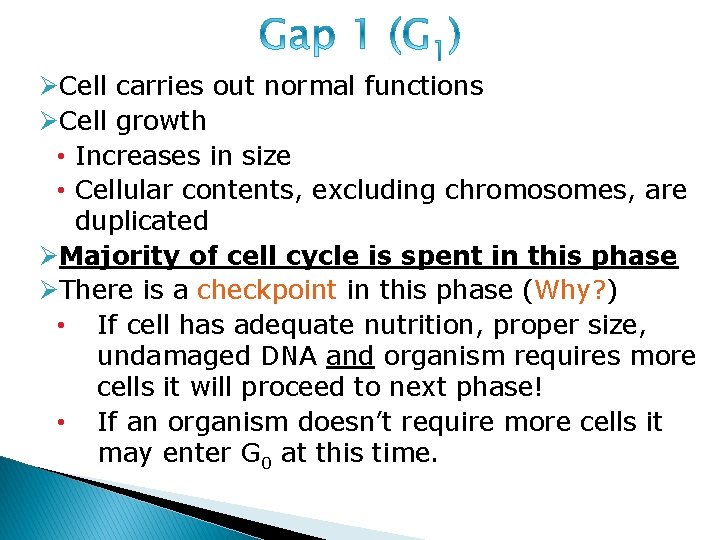 ØCell carries out normal functions ØCell growth • Increases in size • Cellular contents,