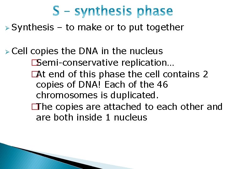 Ø Synthesis Ø Cell – to make or to put together copies the DNA