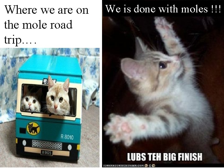 Where we are on the mole road trip…. We is done with moles !!!