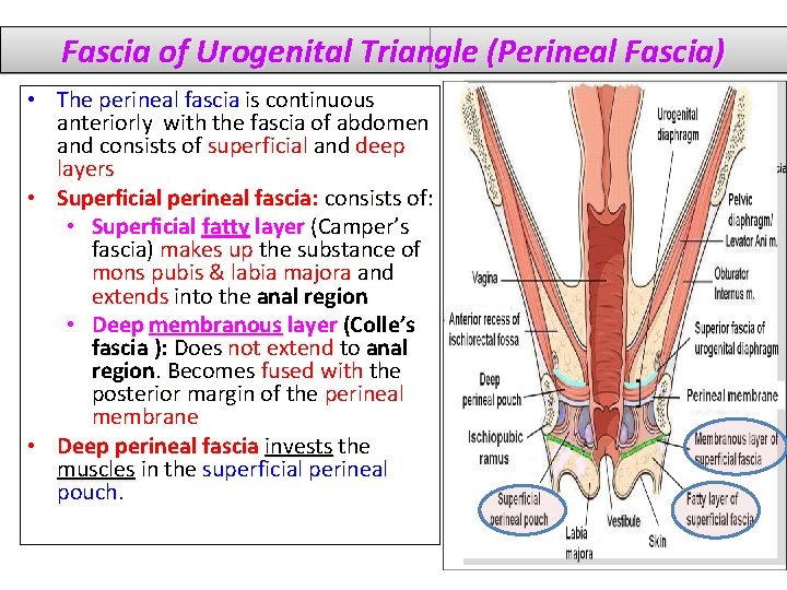 Fascia of Urogenital Triangle (Perineal Fascia) • The perineal fascia is continuous anteriorly with
