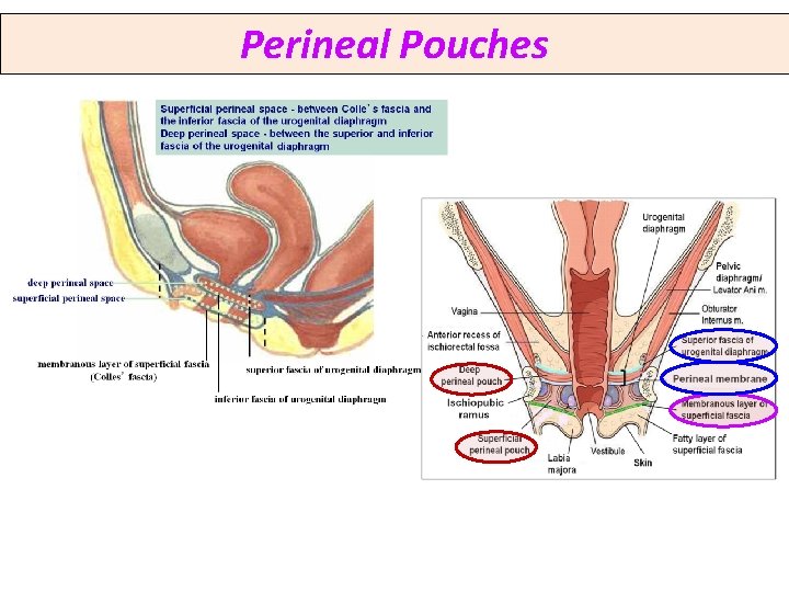 Perineal Pouches 