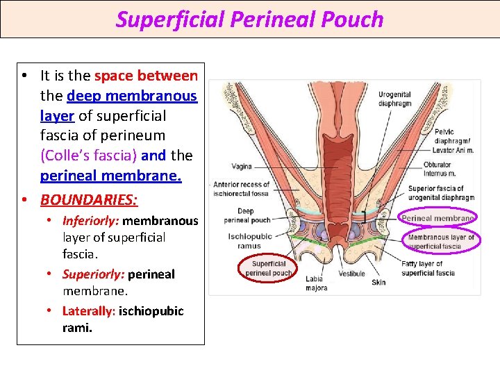 Superficial Perineal Pouch • It is the space between the deep membranous layer of