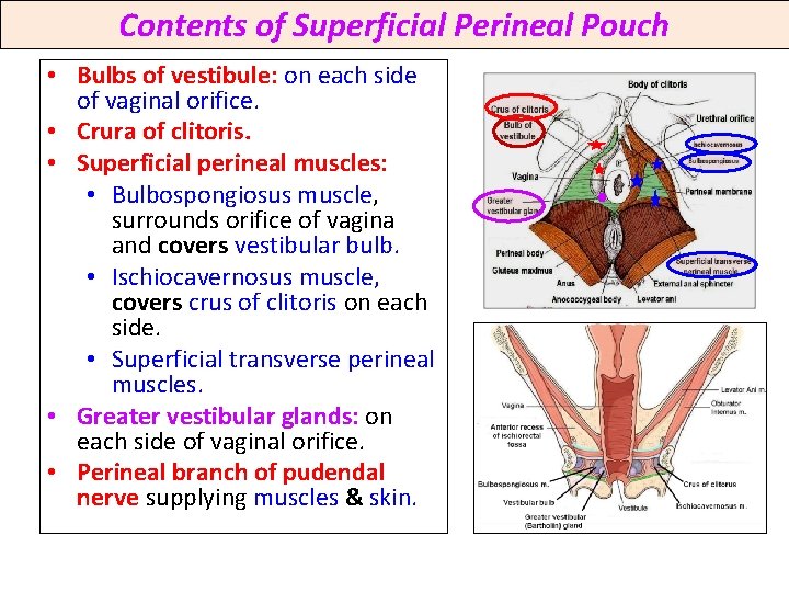 Contents of Superficial Perineal Pouch • Bulbs of vestibule: on each side of vaginal