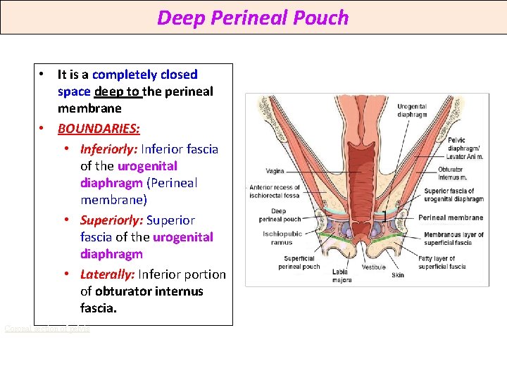 Deep Perineal Pouch • It is a completely closed space deep to the perineal