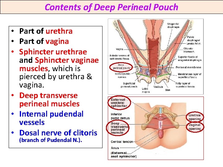 Contents of Deep Perineal Pouch • Part of urethra • Part of vagina •