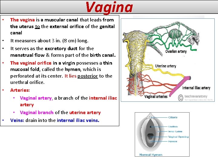  • • • Vagina The vagina is a muscular canal that leads from