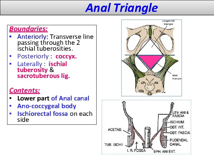Anal Triangle Boundaries: • Anteriorly: Transverse line passing through the 2 ischial tuberosities. •