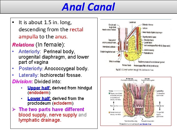Anal Canal • It is about 1. 5 in. long, descending from the rectal