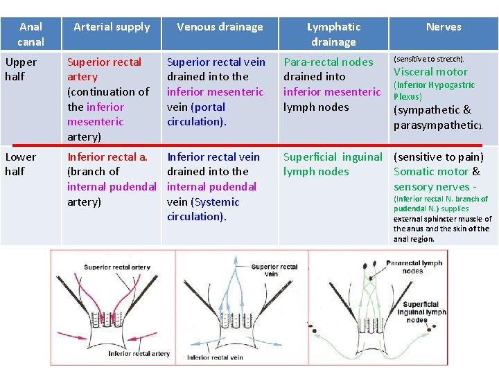 Anal canal Upper half Lower half Arterial supply Venous drainage Lymphatic drainage Nerves Superior