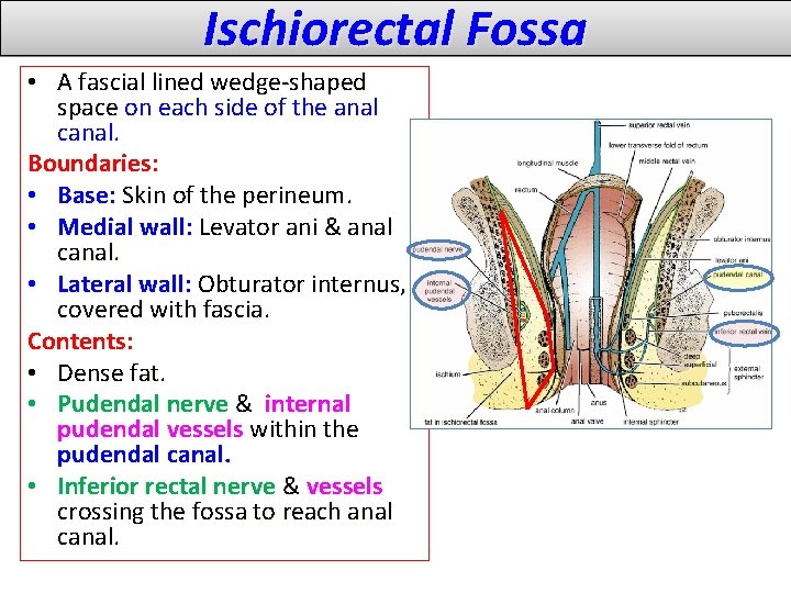 Ischiorectal Fossa • A fascial lined wedge-shaped space on each side of the anal