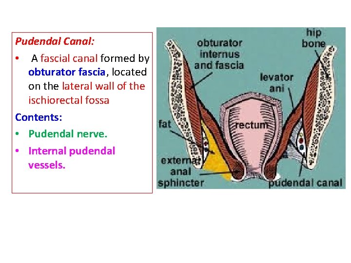 Pudendal Canal: • A fascial canal formed by obturator fascia, located on the lateral