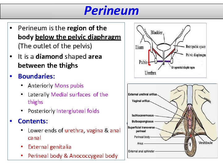 Perineum • Perineum is the region of the body below the pelvic diaphragm (The