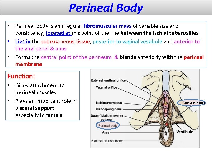 Perineal Body • Perineal body is an irregular fibromuscular mass of variable size and