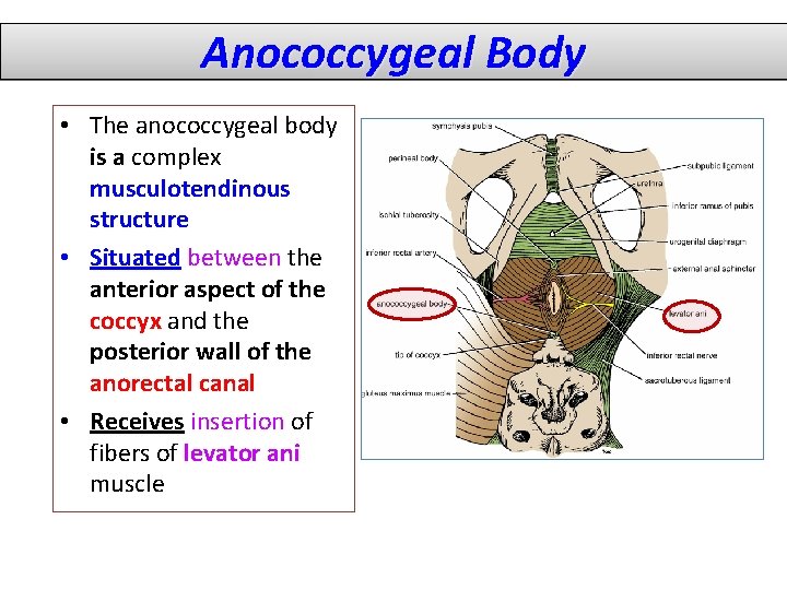 Anococcygeal Body • The anococcygeal body is a complex musculotendinous structure • Situated between