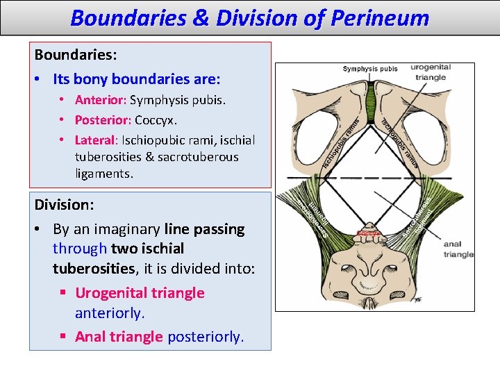 Boundaries & Division of Perineum Boundaries: • Its bony boundaries are: • Anterior: Symphysis