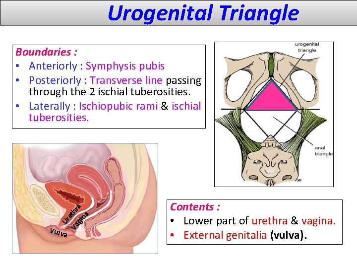 Urogenital Triangle Vulv a na gi Va Ur et h ra Boundaries : •