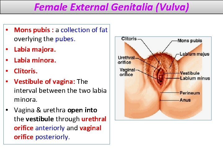 Female External Genitalia (Vulva) • Mons pubis : a collection of fat overlying the